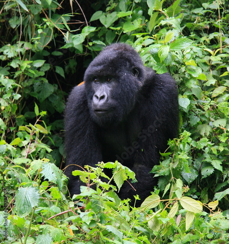 Closeup portrait of endangered adult Silverback Mountain Gorilla (Gorilla beringei beringei) resting in bamboo Volcanoes National Park Rwanda. © Tristan Barrington