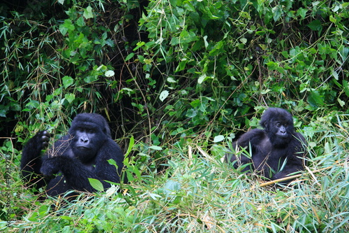 Closeup portrait of two endangered adult Silverback Mountain Gorilla (Gorilla beringei beringei) playing in bamboo Volcanoes National Park Rwanda. photo