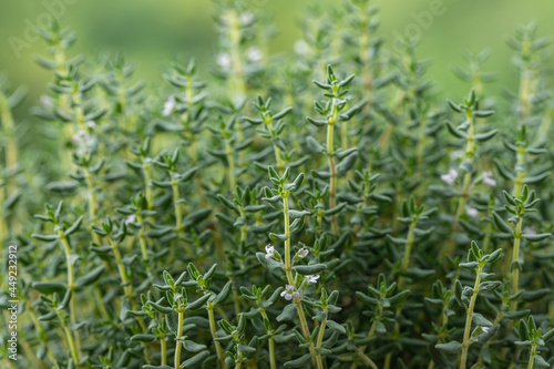 Thyme Sicilian, medicinal plant, an aromatic herb used in cooking, aromatherapy