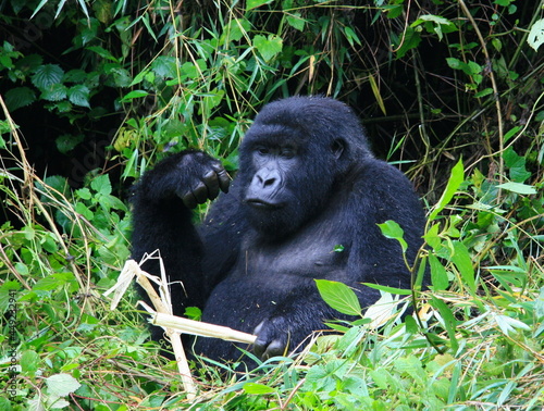 Closeup portrait of endangered Silverback Mountain Gorilla (Gorilla beringei beringei) playing with bamboo Volcanoes National Park Rwanda. photo