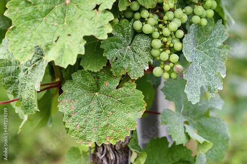 Sick vine grape leaves infected with mildew fungal disease with white and brown spots photo