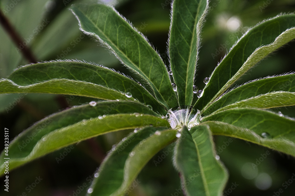 Wassertropfen in einem Lupinen Blatt Wassertropfen in einem Lupinen Blatt