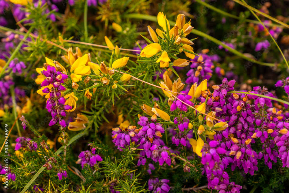 Obraz premium Detail of the purple and yellow flowers in summer in Phare Du Cap Frehel, it is a maritime lighthouse in Cotes-d´Armor (France). At the tip of Cap Frehel