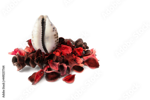 Red rose petals near the shell in the form of a vagina on a white background. The concept of women's health, menstruation and menopause. Seashell as a symbol of gynecology