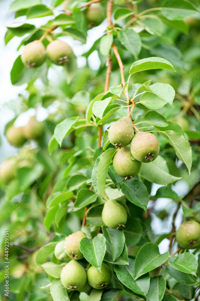 Ripe pears on the tree with rain drops, close-up