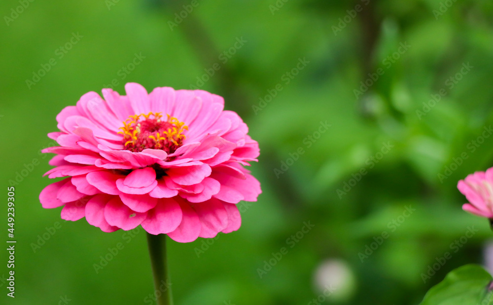 Obraz premium close up of beautiful pink Zinnia flower in the garden with green grass in summer season.