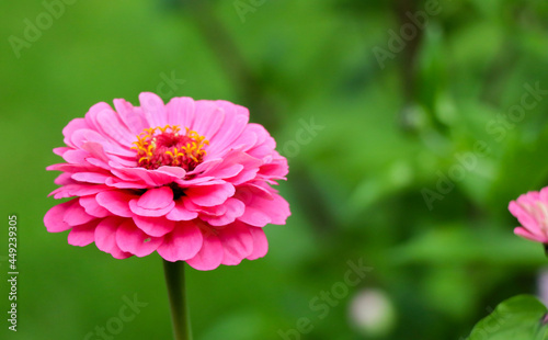 close up of beautiful pink Zinnia flower in the garden with green grass in summer season.