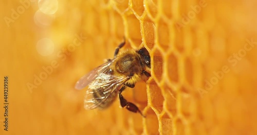 Working bee on honeycomb. Closeup of bee on honeycomb in apiary