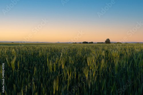 Weizenfeld bei Abendstimmung © Mediaparts