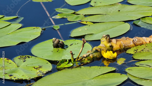 Fototapeta Naklejka Na Ścianę i Meble -  Yellow water lily. Yellow flower of Water lily or Nymphaea aquatic rhizomatous perennial herb plant starting to open and bloom surrounded with green leaves growing out of water.