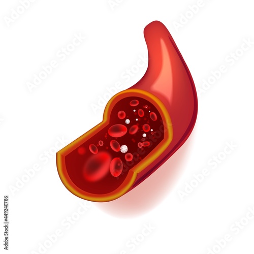 Vector illustration of human blood vessel in section with red blood cells.