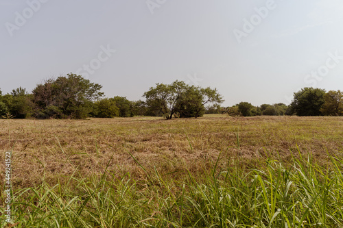 wheat field in the summer