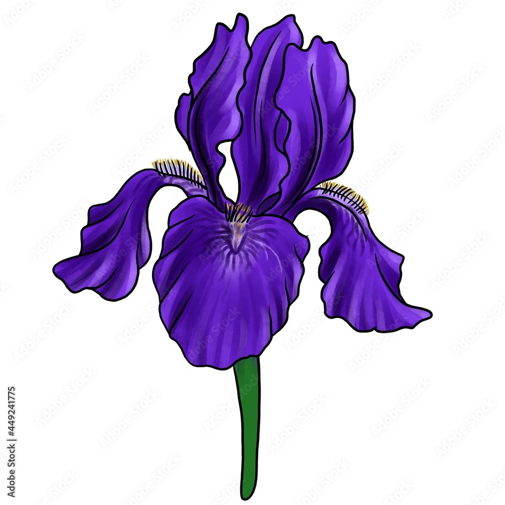 drawing flower of iris isolated at white background, hand drawn ...