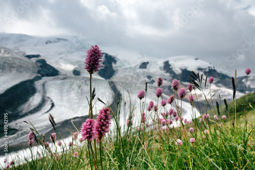 Flowers of Serpent grass (Seneca snakeroot, Bistorta carnea) on upper limit of alpine meadows, Elbrus. In background are cwm (valley head and cirque glacier). 3500 m A.S.L.. Medicinal hemostatic agent photo
