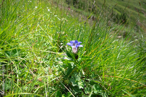 Seven-lobed gentian (Crested Gentian, Gentiana septemfida var. lagodechiana) on alpine meadows, Elbrus, Caucasus. 2500 a.s.l. photo