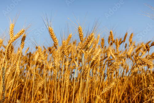 golden wheat field against blue sky