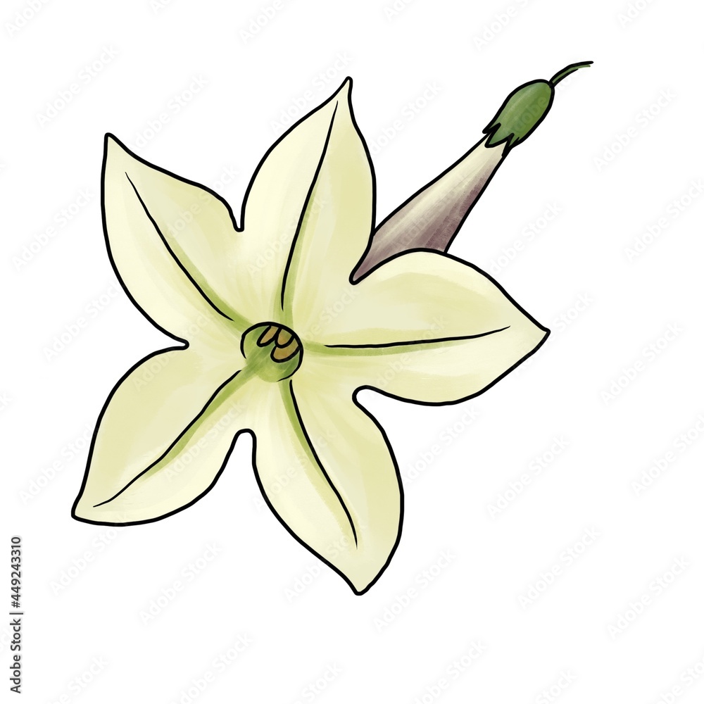 drawing flowers of Nicotiana suaveolens isolated at white background, Australian tobacco, hand drawn illustration drawing flowers of Nicotiana suaveolens isolated at white background, Australian tobacco, hand drawn illustration