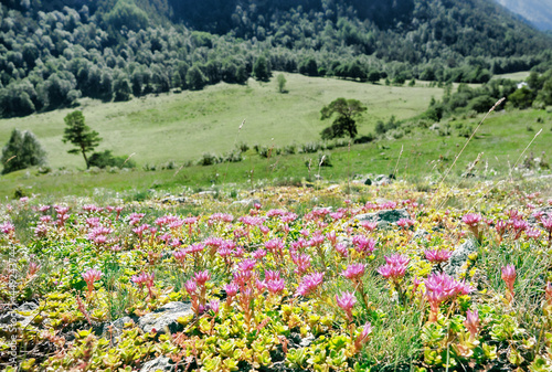 Caucasian stonecrop, Two-row stonecrop (Sedum spurium) on the alpine pastures at the rock outcrops. North Caucasus. 2500 m A.S.L.. Ancestral plantsproduced a large number of cultivated varieties photo