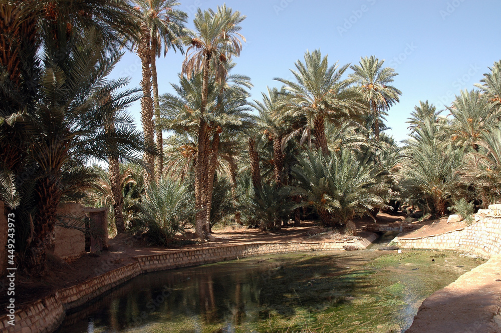 Palm grove of tafilalet in morocco Palm grove of tafilalet in morocco