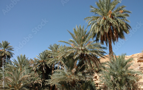 Palm grove of tafilalet in morocco