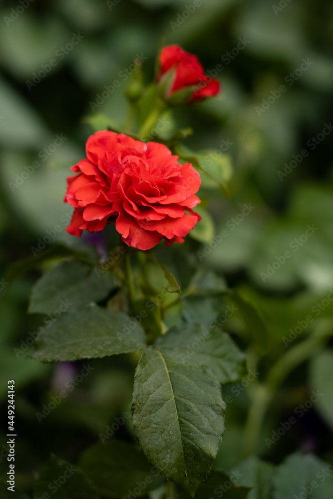 red rose flower