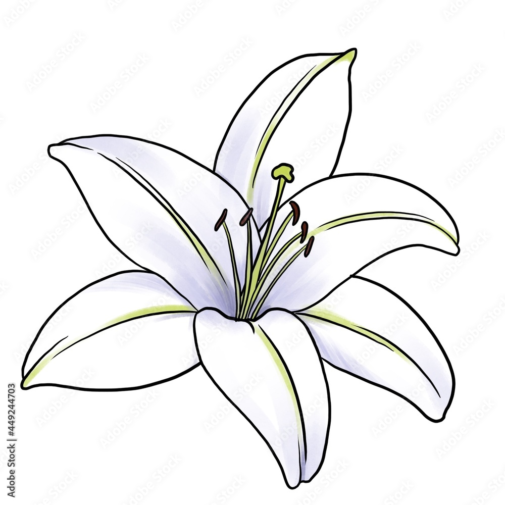 drawing flower of white lily isolated at white background, hand drawn illustration