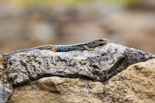 A wild animal, a lizard on a rock, in the color of the environment. Close-up photo