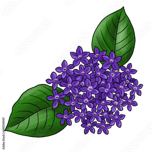 drawing flower of heliotrope isolated at white background, hand drawn illustration photo