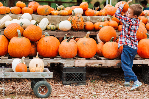 kid on a harvest festival at farm. boy picks pumpkin at the farmers market. The person in motion  defocused. Copy space