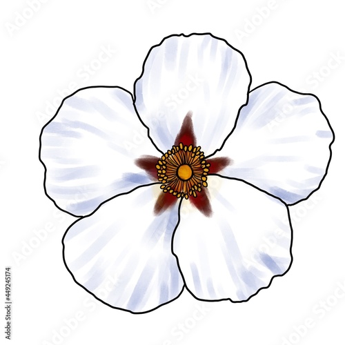 drawing flower of labdanum isolated at white background, Cistus ladanifer, hand drawn illustration photo