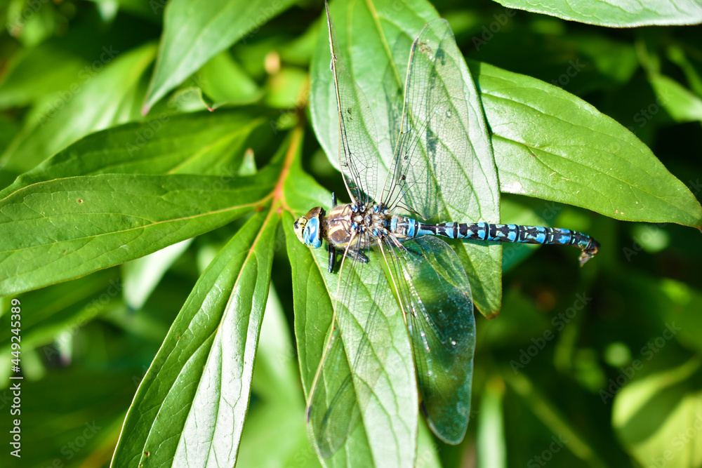 Fototapeta premium Large dragonfly on a green leaf close-up