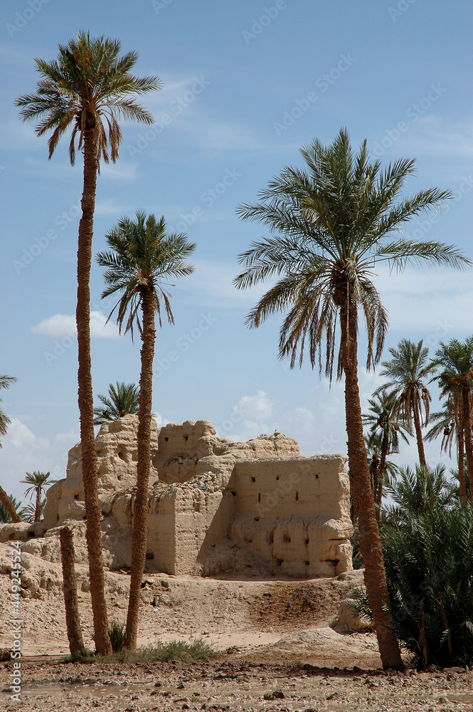 Palm grove of tafilalet in morocco