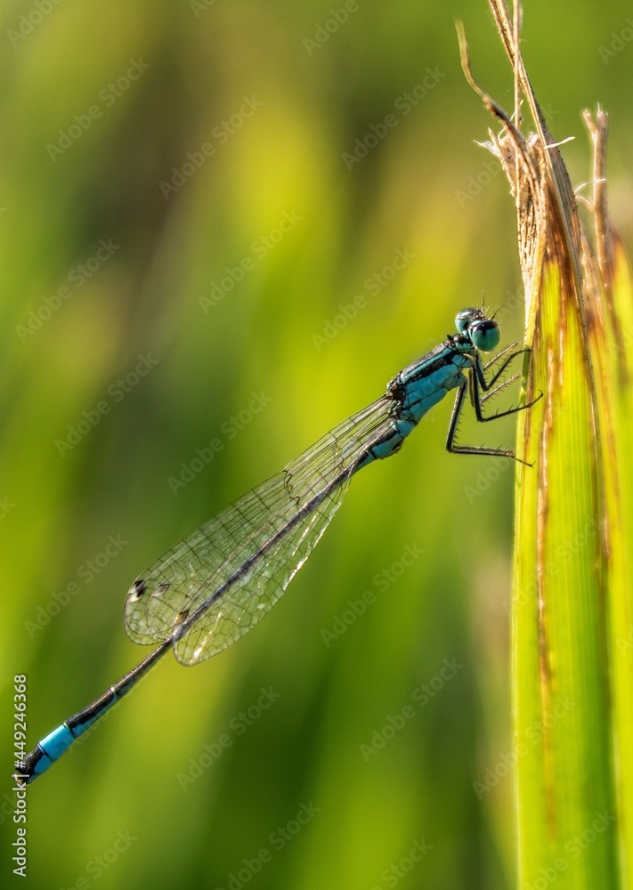 Blue-tailed Dragonfly (Ischnura heterosticta) Blue-tailed Dragonfly (Ischnura heterosticta)