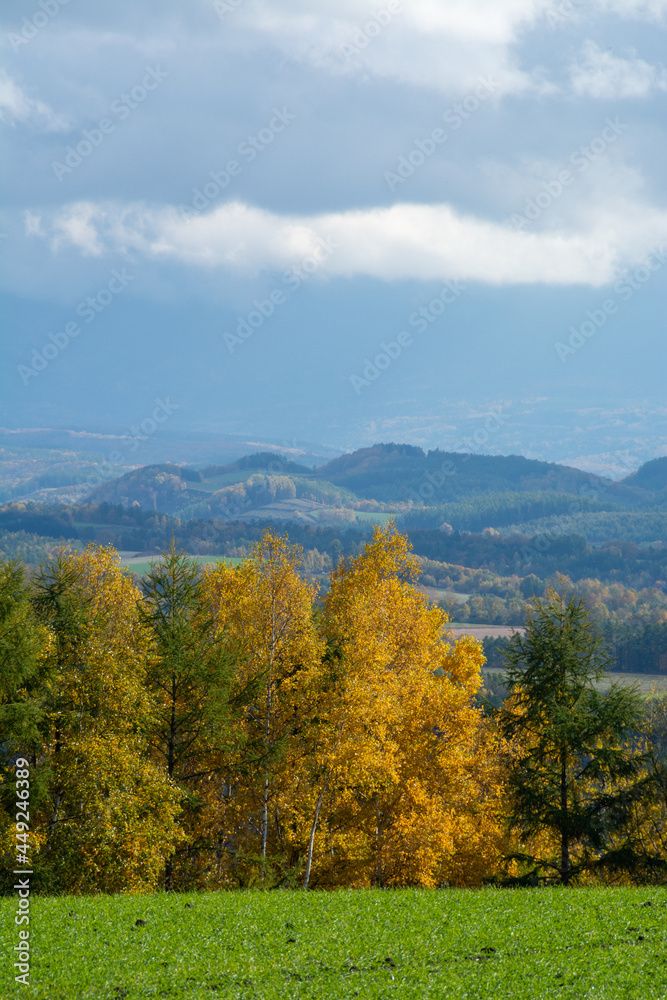 黄葉の秋の林と丘陵地帯
