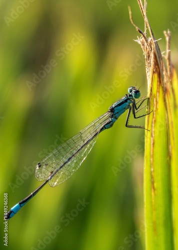 Blue-tailed Dragonfly (Ischnura heterosticta) 
