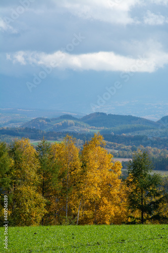 Fototapeta Naklejka Na Ścianę i Meble -  黄葉の秋の林と丘陵地帯
