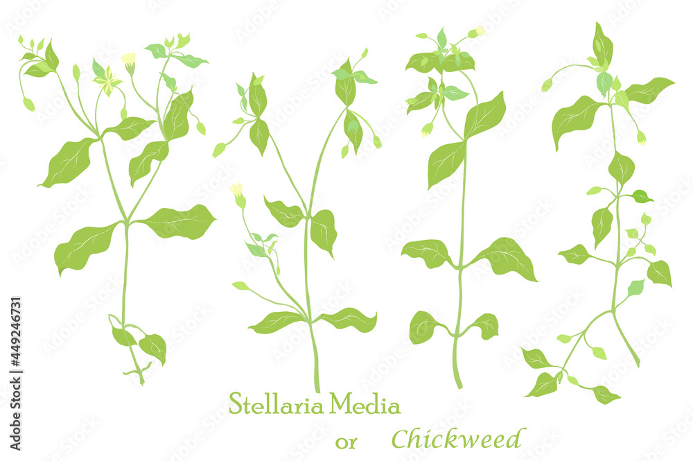 Hand drawn Stellaria media or Chickweed isolated