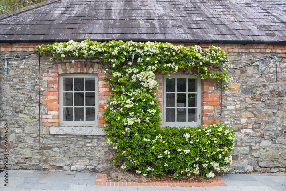 Old house iovergrown with ivy . Ireland