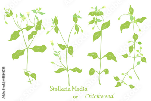 Hand drawn Stellaria media or Chickweed isolated