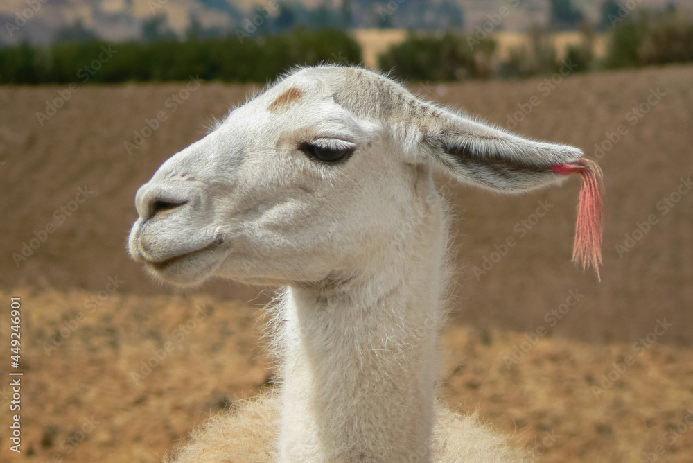 Obraz premium Llama close up portrait