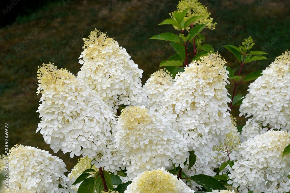 Beautiful white paniculata hydrangea in a garden Beautiful white paniculata hydrangea in a garden