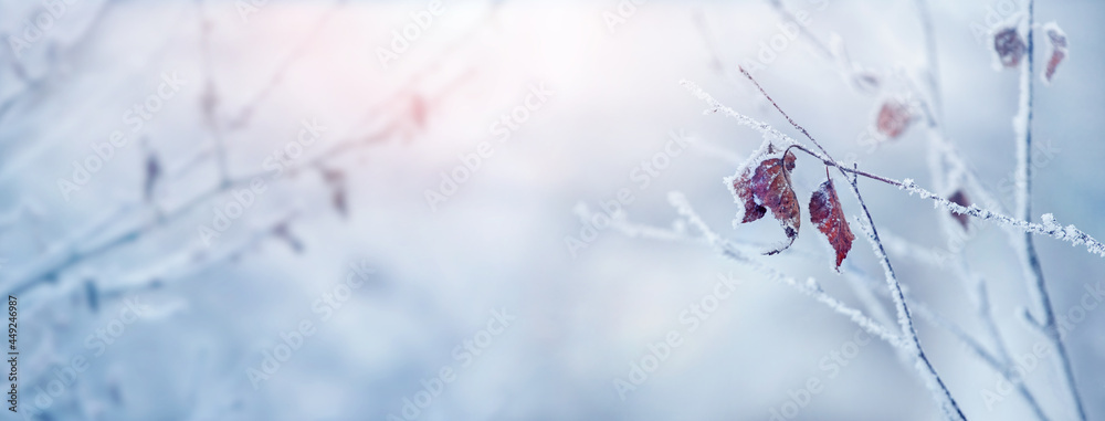 Winter Christmas background with frost-covered tree branches and dry leaves on a blurred background in sunny weather, panorama, copy space