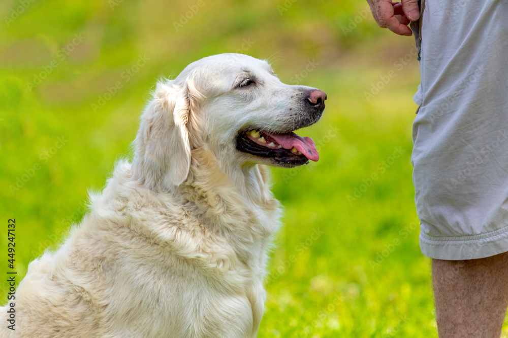 The dog of the Golden Retriever breed feels happy near its owner The dog of the Golden Retriever breed feels happy near its owner