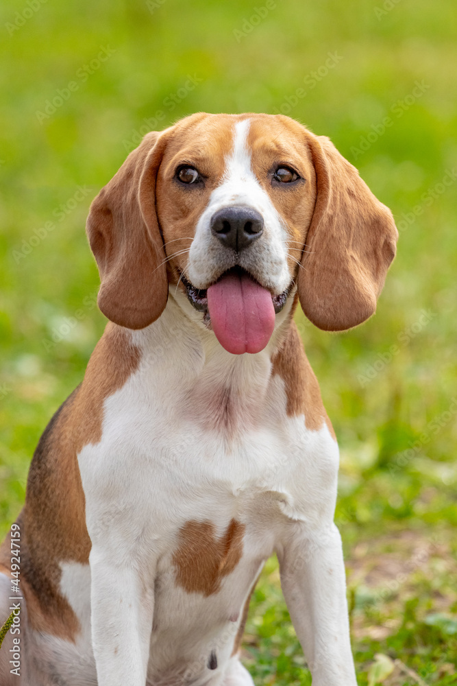 Beagle dog or Estonian hound close up on a background of grass. Portrait of a dog