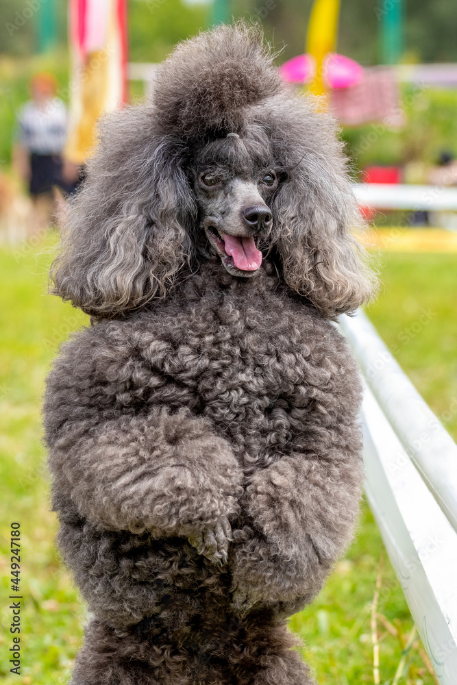 Gray shaggy poodle close up standing on hind legs in the park while walking, trained dog