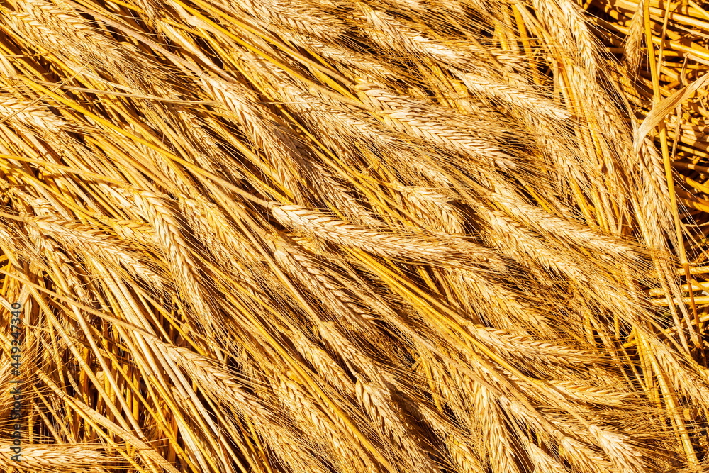 Background of ripening ears of meadow wheat field. Background of ripening ears of meadow wheat field.