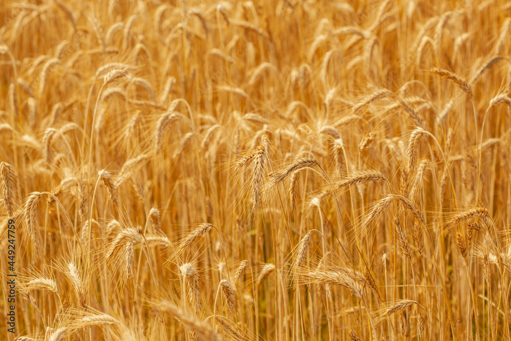Yellow ripe spikelets of wheat on a sunny day Yellow ripe spikelets of wheat on a sunny day