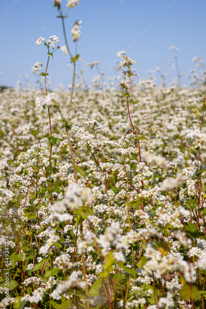image of blooming fields of buckwheat in the Altai territory image of blooming fields of buckwheat in the Altai territory