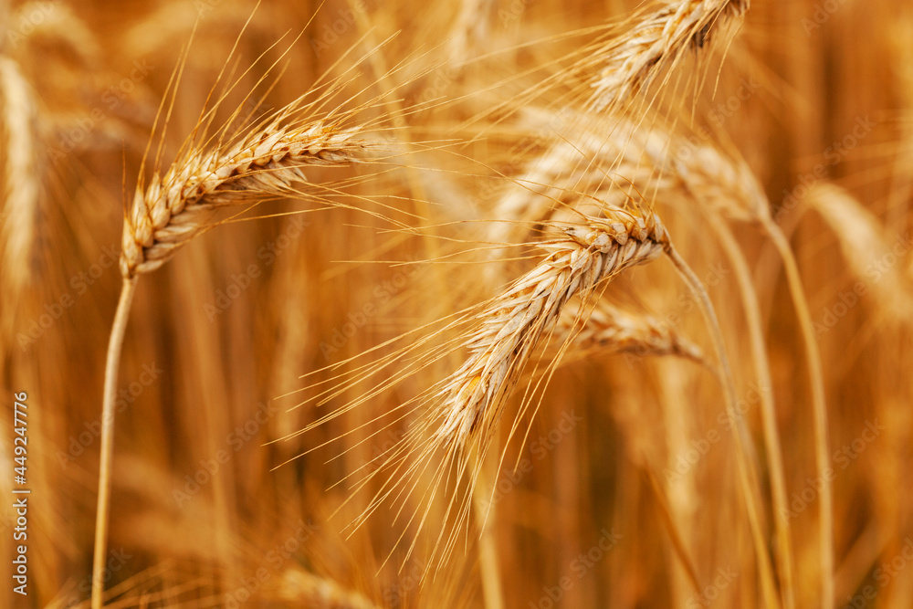 Ripe wheat field. Wheat spikelets are ready to harvest. Farm concept