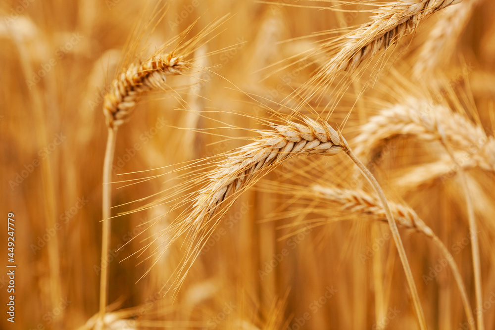 Ripe wheat field. Wheat spikelets are ready to harvest. Farm concept Ripe wheat field. Wheat spikelets are ready to harvest. Farm concept